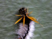 Bunte haarige Raupe an unserer Bungalowwand